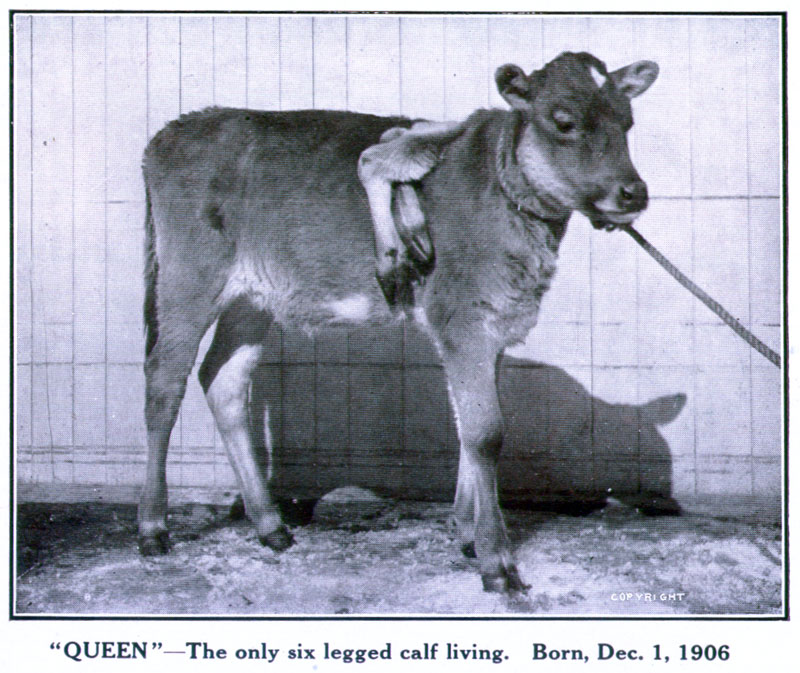 Queen - The Six Legged Cow
