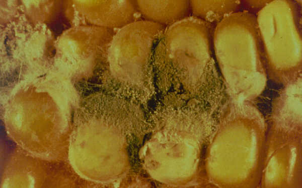 Mycotoxin forming Aspergillus flavus spores on corn