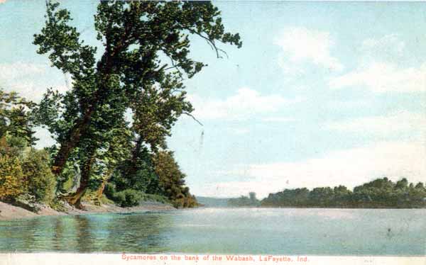 Sycamores on the banks of the Wabash River, Lafayette