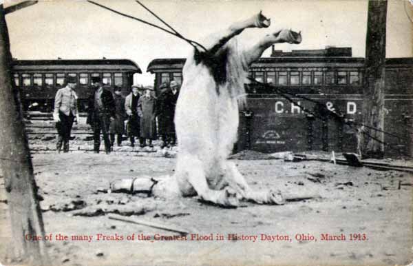 Drowned Horse at Dayton, Ohio