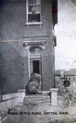 Drowned Horse at Dayton, Ohio