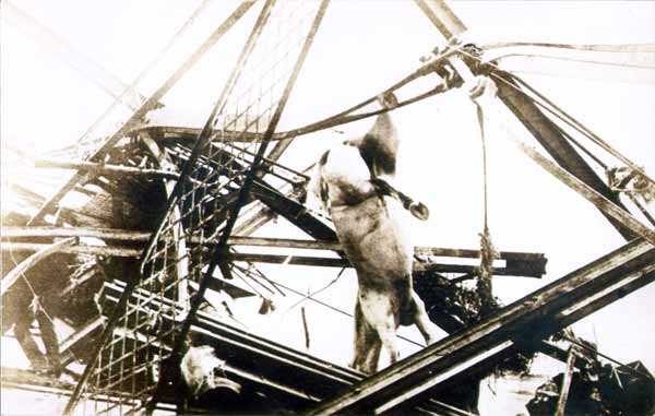 Drowned Horse from the Floods of 1913