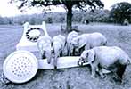 Elephants and Giant Telephone