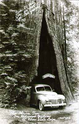 Redwood Shrine Tree