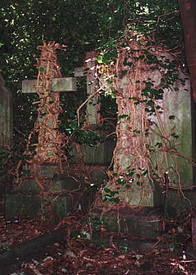 Overgrown graves - Arno's Vale Cemetery