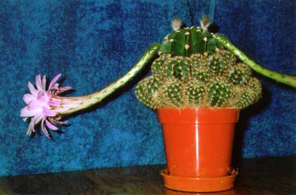 One of my cactii