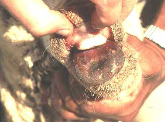 Blue Tongue Disease
