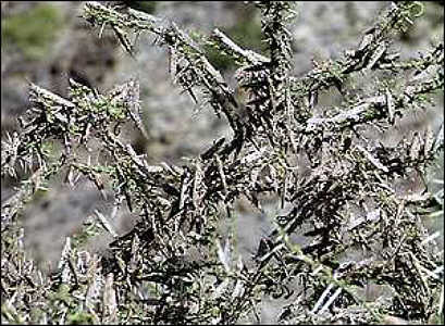 Locusts