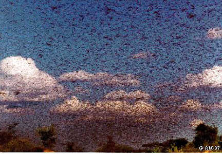 Locusts