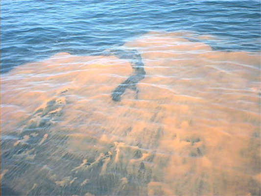 Red Tide