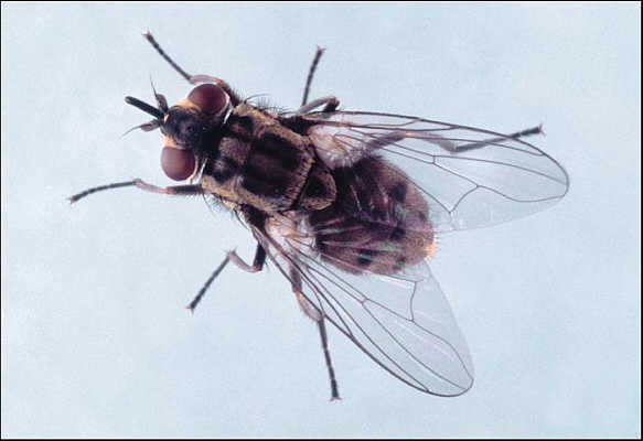 Stable Fly