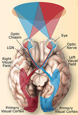 The Visual Path